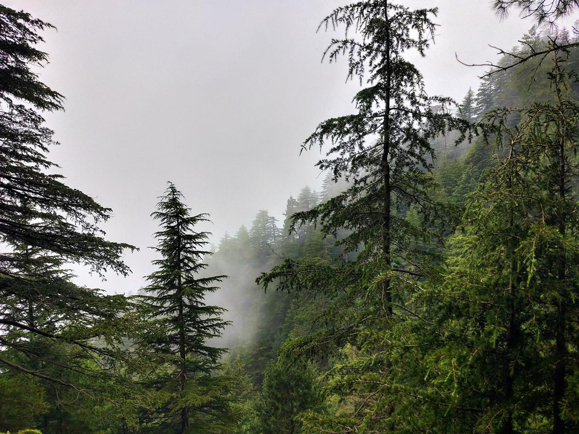 Neha Homestay Shimla Esterno foto