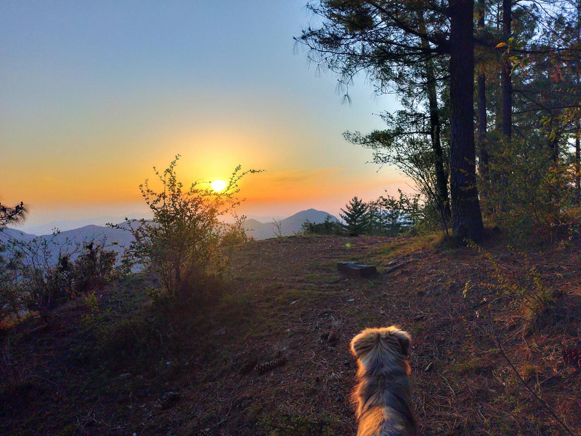 Neha Homestay Shimla Esterno foto